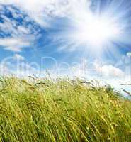 grass and wind blowing