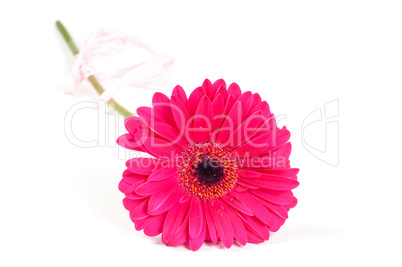 Gerbera