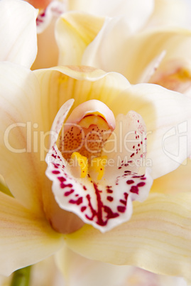 Orchid flower close-up, selective focus