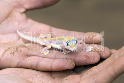 Palmatogecko,Namibia