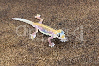 Palmatogecko,Namibia