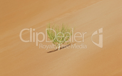 Einsamer Busch auf einer Sanddüne, Namibia