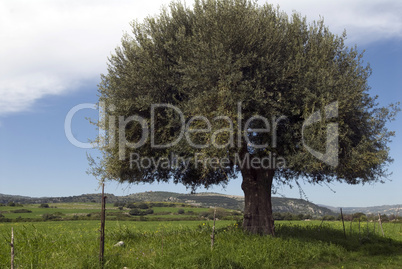 Olivenbaum, Sizilien
