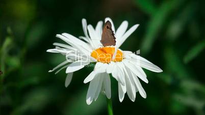 Butterfly on chamomile.