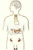 Hormone system