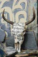 Yak skull in Tibet