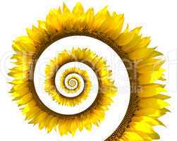Sunflower spiral