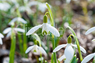 Snowdrops