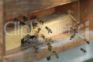 Honigbienen vor ihrem Bienenstock