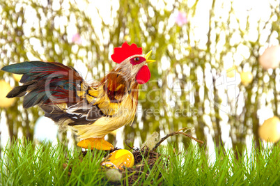 Crowing rooster sitting on a nest