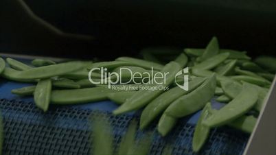 green beans transported on conveyer belt