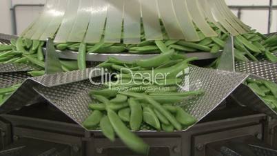 green beans sorted on production line