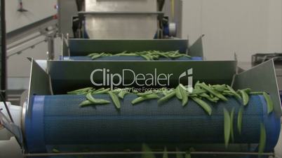 green beans on conveyer belt
