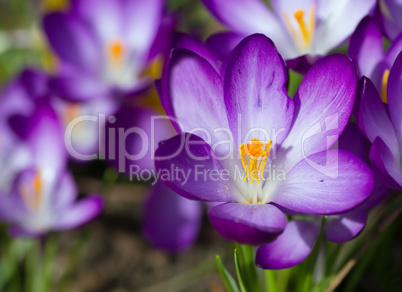 spring crocus