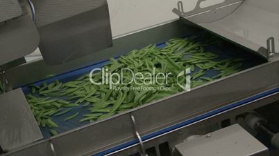 Green beans sorted on conveyer belt in factory
