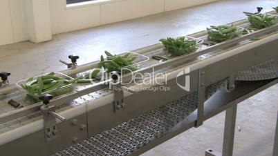 Green beans in plastic cups on conveyer belt