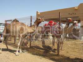 Kamelmarkt in Al-Ain