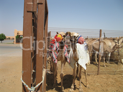 Kamelmarkt in Al-Ain