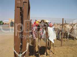 Kamelmarkt in Al-Ain