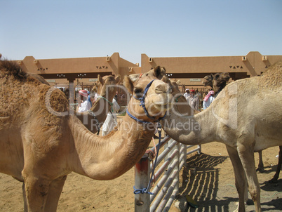 Kamelmarkt in Al-Ain