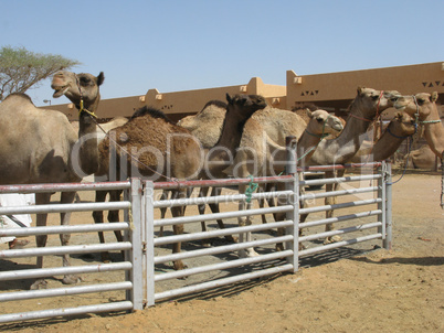 Kamelmarkt in Al-Ain