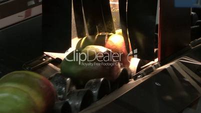 ripe mangos transported on conveyer belt