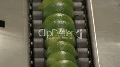 lime fruit transported on conveyer belt