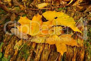 Ahornblatt - maple leaf 10
