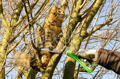 Baum verschneiden mit Katze - tree pruning and cat 01