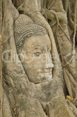 Buddha tree