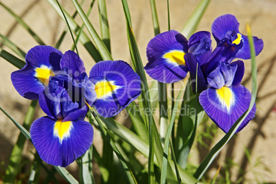 blaue iris