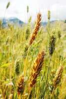 Tibetan wheat