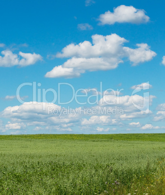 green field with blooming flowers and blue sky