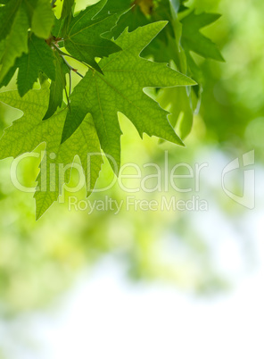 green leaves, shallow focus