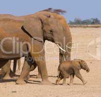 elephant's family