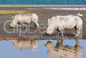 rhinos in lake nakuru national park, kenya