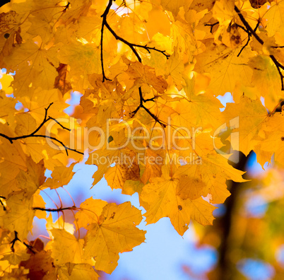 autumn leaves, very shallow focus