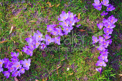 Frühlingsgruss mit lila Krokussen auf grüner Wiese