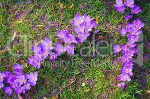 Frühlingsgruss mit lila Krokussen auf grüner Wiese