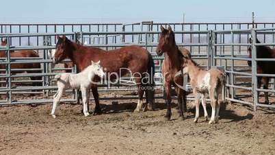 Mustang horses mare colt P HD 8896