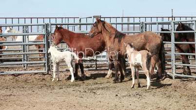 Mustang horses mother colts in corral P HD 8895