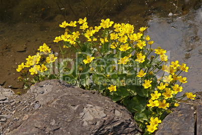 Caltha palustris, Sumpfdotterblume