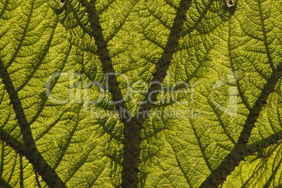 Gunnera manicata, Mammutblatt im Gegenlicht