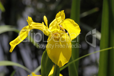 Iris pseudacorus, Wasser-Schwertlilie
