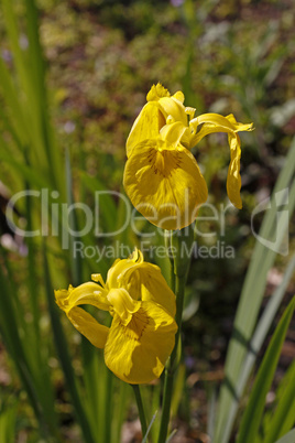 Iris pseudacorus, Wasser-Schwertlilie