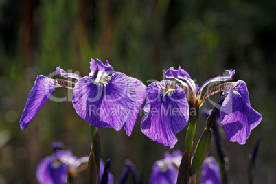 Iris sibirica, Sibirische Schwertlilie (Sibirian Iris)