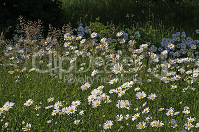 Leucanthemum vulgare, Wiesen-Margerite, Wiesen-Wucherblume