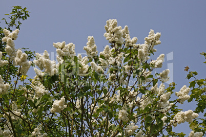Syringa vulgaris, Flieder - Common Lilac