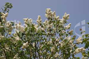 Syringa vulgaris, Flieder - Common Lilac