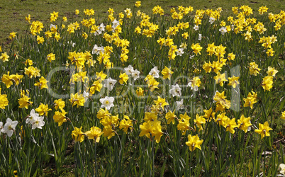 Narcissus-Hybriden, Osterglocken